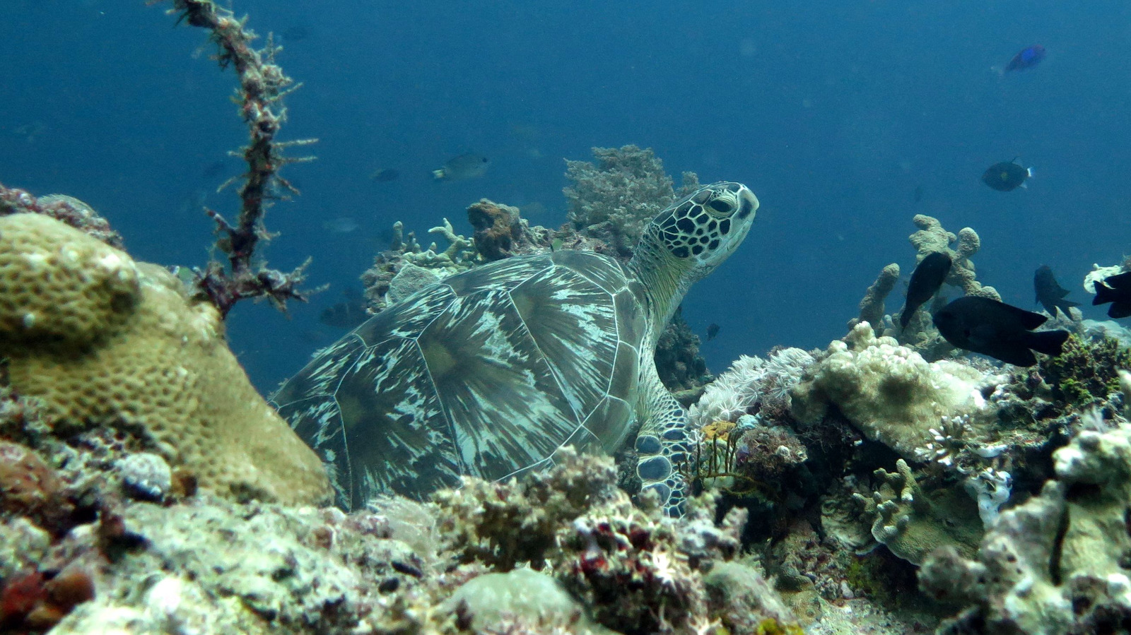Schildpad | Duiken | Ankermi Happy Dive | Maumere bay islands