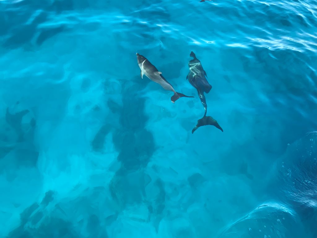 Dolfijnen in de rode zee El Gouna Egypte
