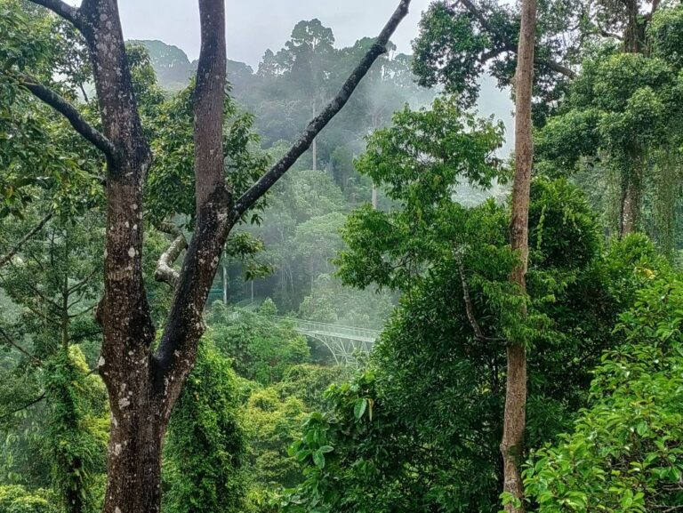 Een jaar op reis #16: De ongerepte jungle en onderwaterwereld van Sabah