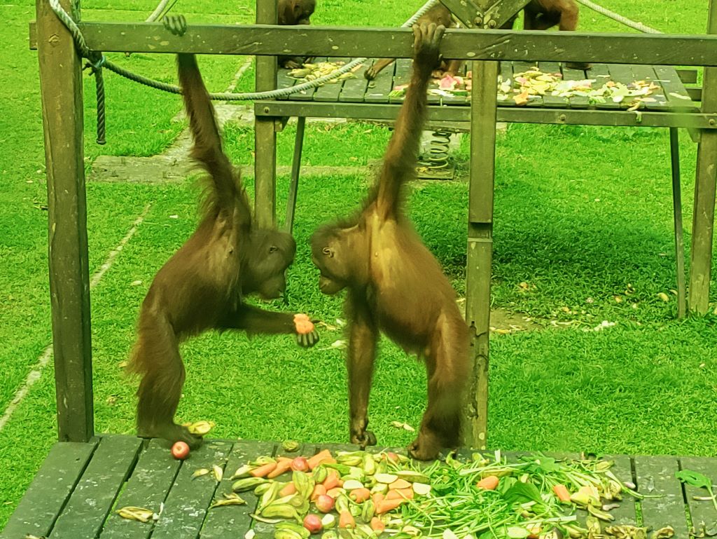 Orang-oetans in de opvang in Sepilok | Maleisisch Borneo