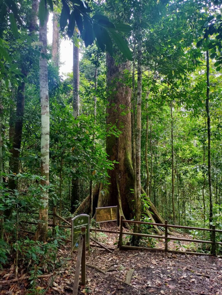 Tawau Hills Park | Roadtrip Maleisisch Borneo | Reisroute Sabah