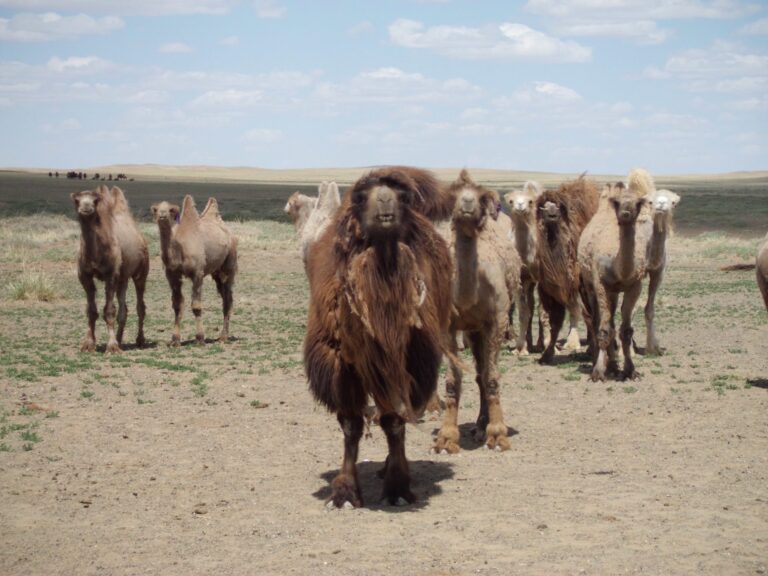 Bucketlist avontuur | Rondreis Mongolië: een week roadtrippen door de Gobi woestijn
