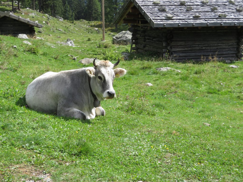 Wandelen in Ultental | Schwemmalm | koeien | Zuid Tirol