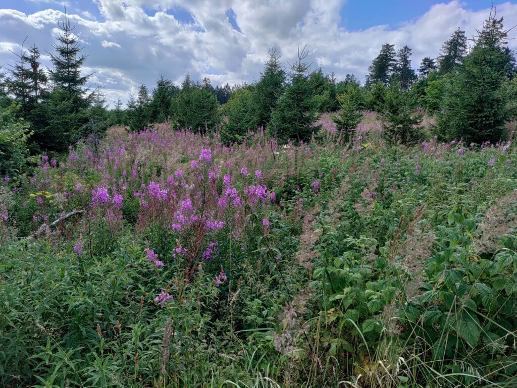 Geo-Naturpark Frau-Holle-Land | Höher Meissner