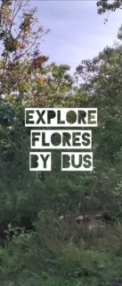 How to travel Flores 🇮🇩 from west to east?

🇳🇱 Natuurlijk kun je het vliegtuig nemen naar Ende of Maumere om het oosten van Flores te ontdekken.

Maar veel leuker is om de Transflores Highway te volgen en je te laten betoveren door het mooie ongerepte landschap.

Wij reisden met de bus, maar ook de scooter is een goede optie. Dit zijn mijn tips voor reizen met de bus op Flores: 

1️⃣ Vraag je hotel of homestay of ze kunnen helpen om een plekje in één van de bussen te boeken.

2️⃣ Gunung Mas rijdt alle etappes van de Flores Highway en heeft betrouwbare bussen, maar stopt soms buiten het dorp (bijv. Bajawa). 

3️⃣ De meeste bussen halen je op bij je accommodatie en zetten je af bij de volgende.

4️⃣ De weg is bochtig, vergeet niet om iets in te nemen als je gevoelig bent voor reisziekte. Het helpt ook om de plekken voorin naast de chauffeur te boeken.

🇬🇧 Of course you can book a flight to Ende or Maumere to explore the east of Flores. 

However it's so much more fun to take the Trans Flores Highway and to enjoy the beautiful pristine landscape.

We took the bus, but a motorbike is also a good option. Here are my tips for traveling Flores by bus:

1️⃣ Ask your hotel or homestay for advice. They know the options and schedules and can also help you reserve your spot. 

2️⃣ Gunung Mas offers a reliable service all around the island and busses are in good condition. They don't go into every village though to drop you off or pick you up (e.g. Bajawa)

3️⃣ Most busses pick you up and drop you off at your accommodation. 

4️⃣ The road is windy. Don't forget to take your motion sickness pills and book a seat in the front, next to the driver.

#flores #floresisland #floresindonesia #travelflores #travelindonesia #indonesië #indonesia #indonesiatravel #gunungmas #transfloreshighway #labuanbajotomaumere #indonesiereizen #travelinspiration #reisinspiratie #traveltips #reistips #adventuretravel #avontuurlijkreizen #neverstopexploring #wanderlust #offthebeatenpath #reisblogger #travelblogger #backpackfever