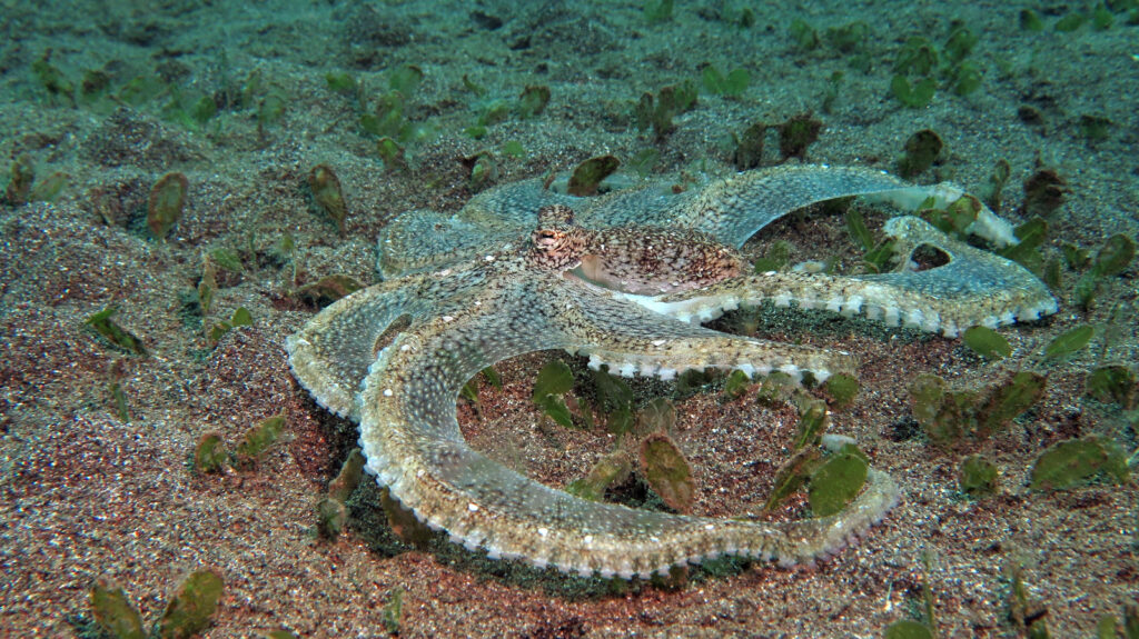 Octopus | Duiken | Ankermi Happy Dive | Maumere bay islands