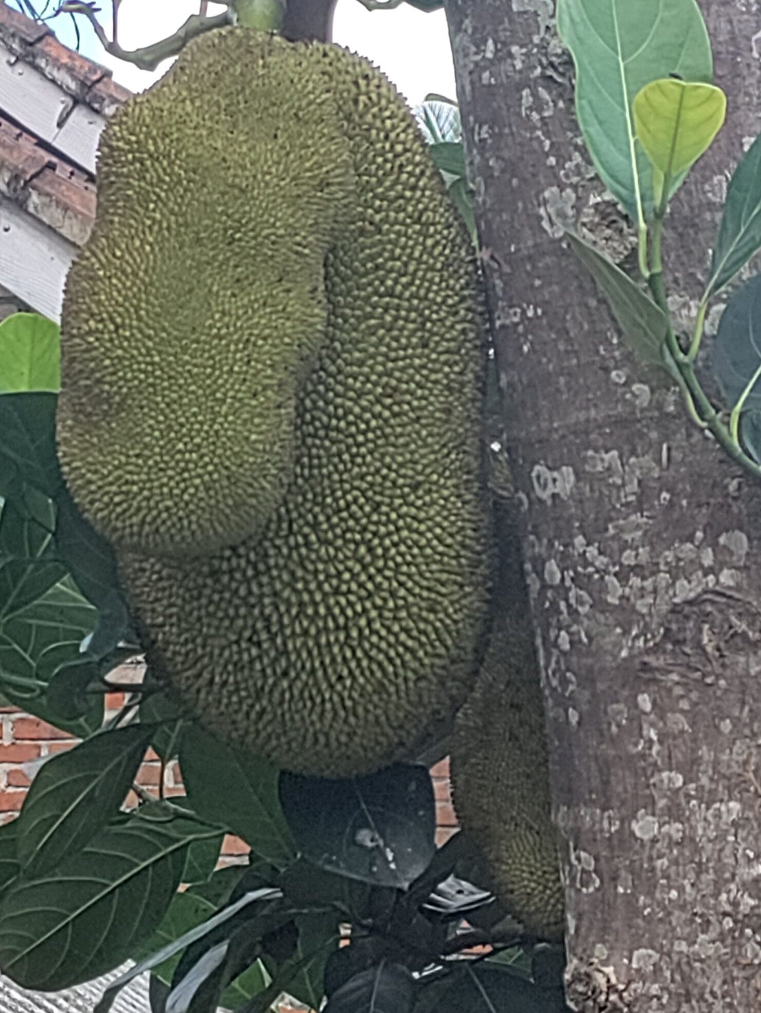 Jackfruit | Tetebatu Lombok Indonesië