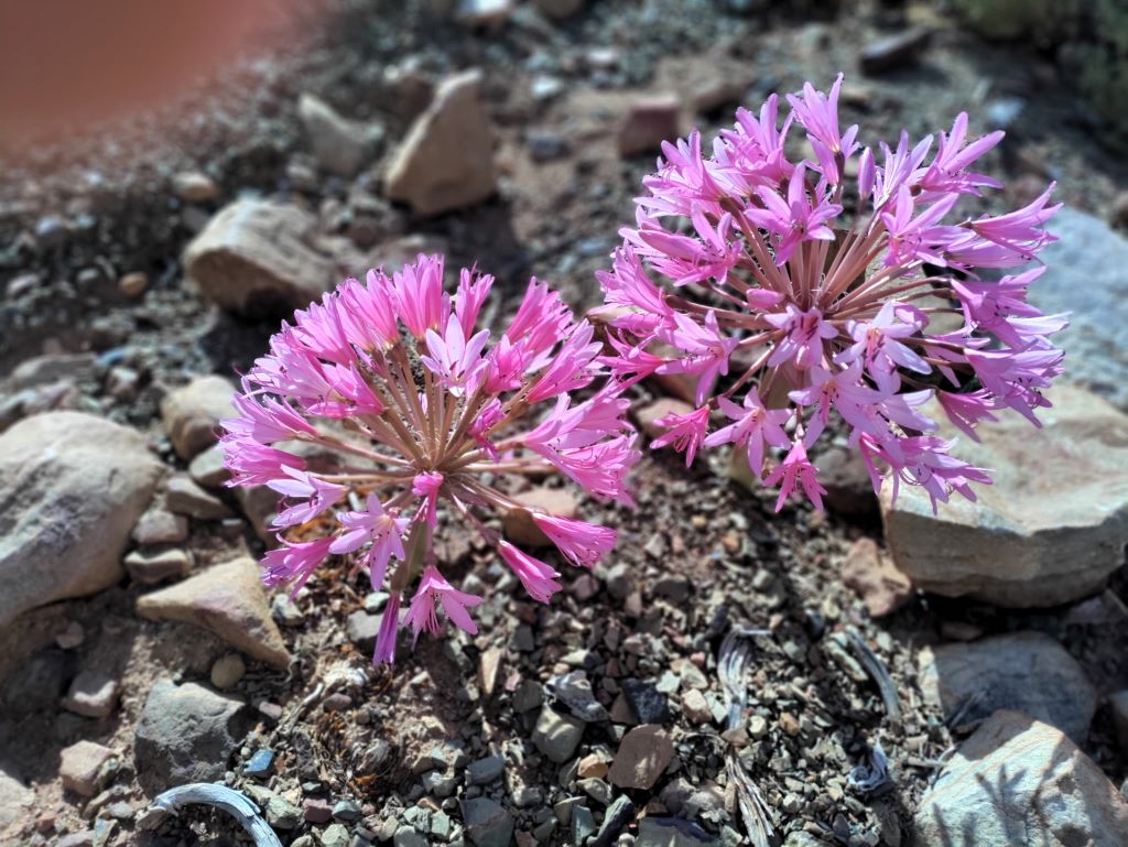 Mooie bloemen in het fynbox in de Cederberg